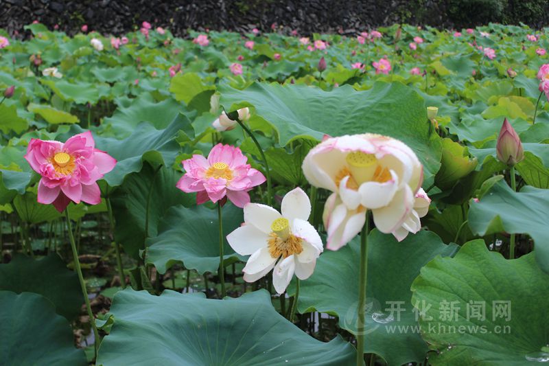 开化荷花已悄然绽放 正是赏荷好时机