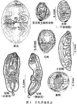 并殖吸虫属