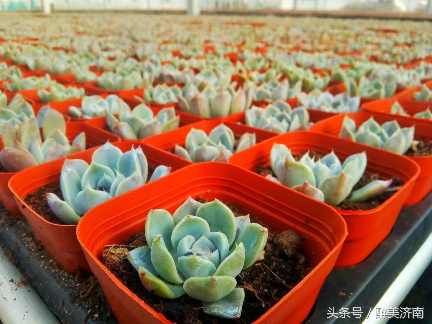 济南商河有处多肉植物王国,这些品种你都认识