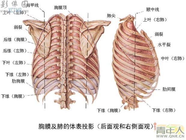 胸口肋骨交叉结构是什么样子,我想看解剖结构图