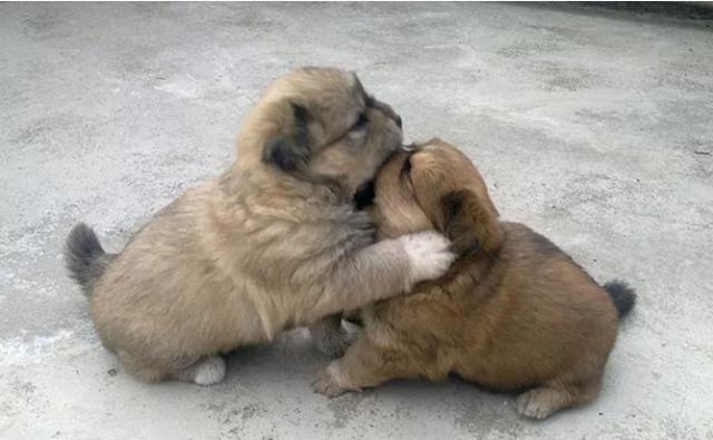 养狗狗开心就好不要在意别人说什么…