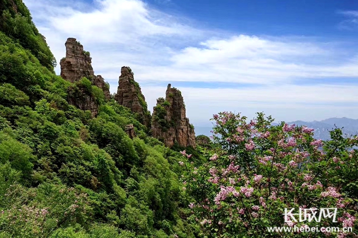 美如画!河北白石山景区丁香花海惹人醉