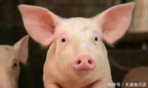 2019年养猪行业怎么样,还可以投资养猪吗
