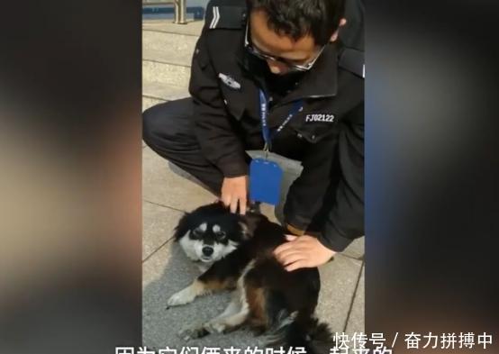 警局接到狗狗报案,民警称取保候审,网友:该叫