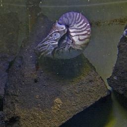 鲁照华秀独特抖音传情 行走的曲库万岁爷惜败