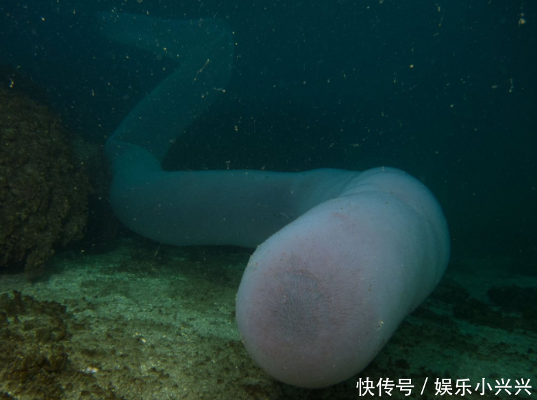 潜水员海底发现透明水管,完全不知情下,游进了它的肚子里