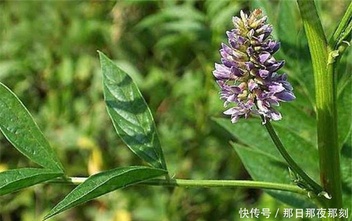 甘草片除了止咳, 还有什么作用 难道是心里安慰