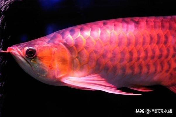 金龍魚黑龍江粳米好吃嗎（金龍魚黑龍江粳米好吃嗎）