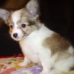 日本贞子大战中国笔仙, 一场因贞子死亡视频而