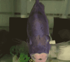 搞笑gif: 曾梦想仗剑走天涯, 刚上火车就被熏死了