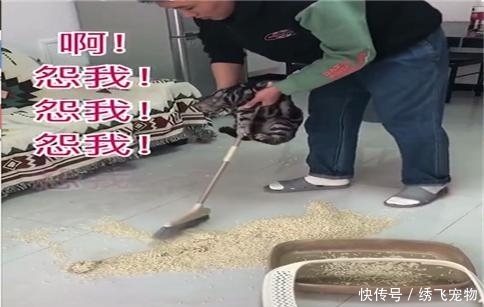 宠主:自己打翻的网友跪着也要扫完!猫砂表情包了到暑假的:网上混图片