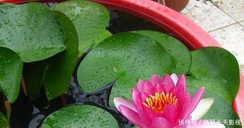 家养盆栽荷花怎么种植