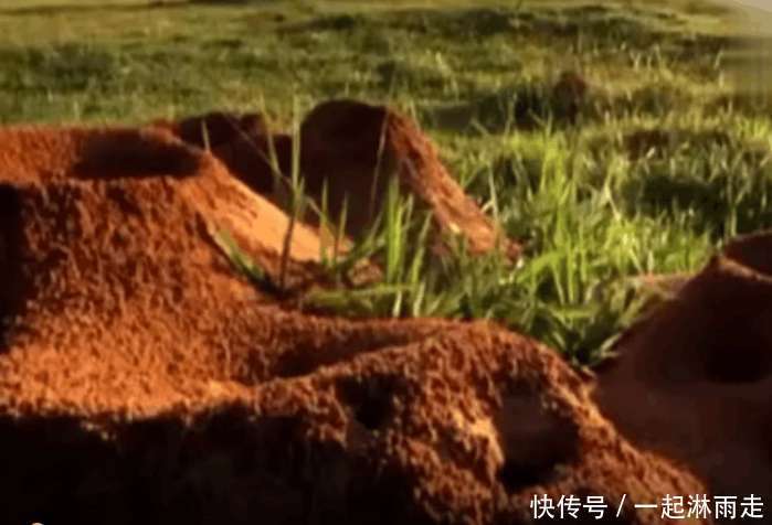 男子将十吨水泥倒入巨型蚂蚁窝内, 半个月后挖开变成了这样