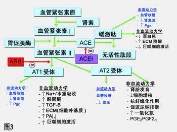 血管紧张素转化酶抑制剂对糖尿病肾病早期肾小管功能的保护作用研究