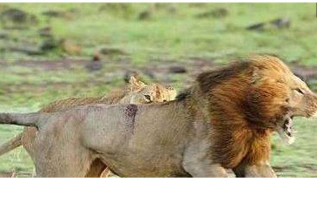 妻管严不可怕,但是发生在狮王身上,才知道母