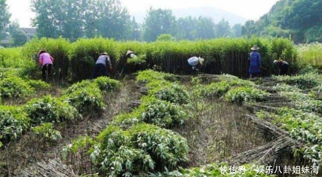 艾草什么时候收割好一年收割几次