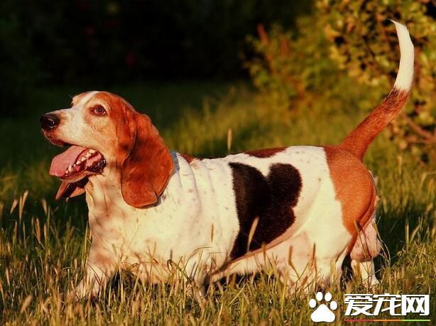 巴吉度猎犬智商 智商排名在120名左右_360问