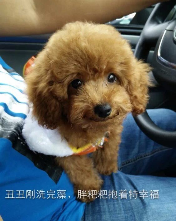 泰迪狗下巴被土狗咬了一个洞,耳朵下面脑壳也