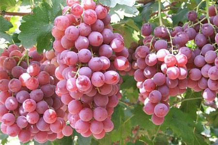 吐鲁番的葡萄为什么甜? 哪些自然要素影响了葡萄的品质?