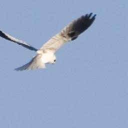 普京连任换新座驾,国产豪华防弹车只要80万人