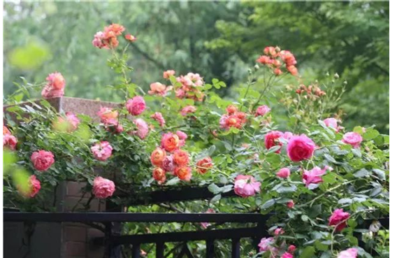 嗅着这些味道，迎接张家港的夏天!