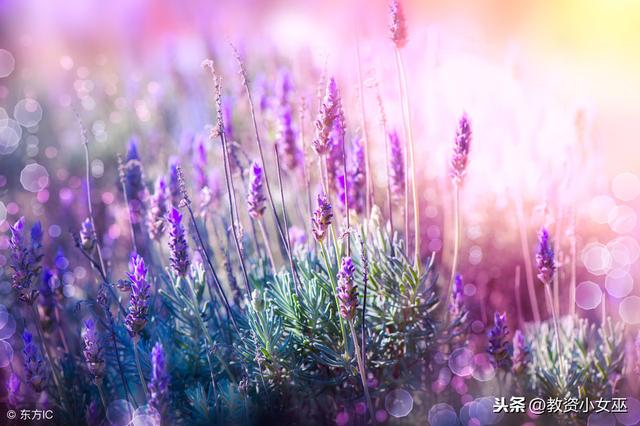 万能的教案设计模板来啦!(语数外)