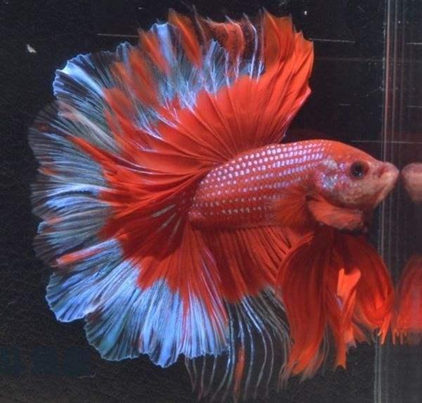 最好看最具观赏性的小型观赏鱼类,斗鱼!追加篇