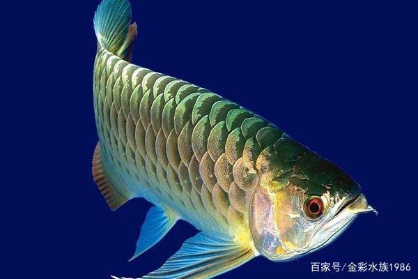 青島魚缸生產(chǎn)廠家電話號(hào)碼查詢（青島魚缸生產(chǎn)廠家電話號(hào)碼查詢地址） 量子養(yǎng)魚技術(shù)