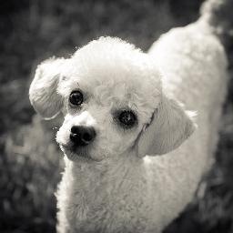 越调《诸葛亮吊孝》 申凤梅大师经典唱段