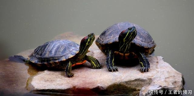 适合新人养的5种乌龟,蛋龟上榜,最后一种乌龟