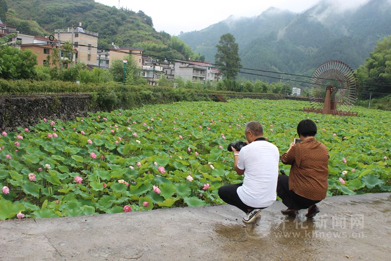 开化荷花已悄然绽放 正是赏荷好时机
