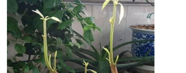 榴莲核怎么种盆栽