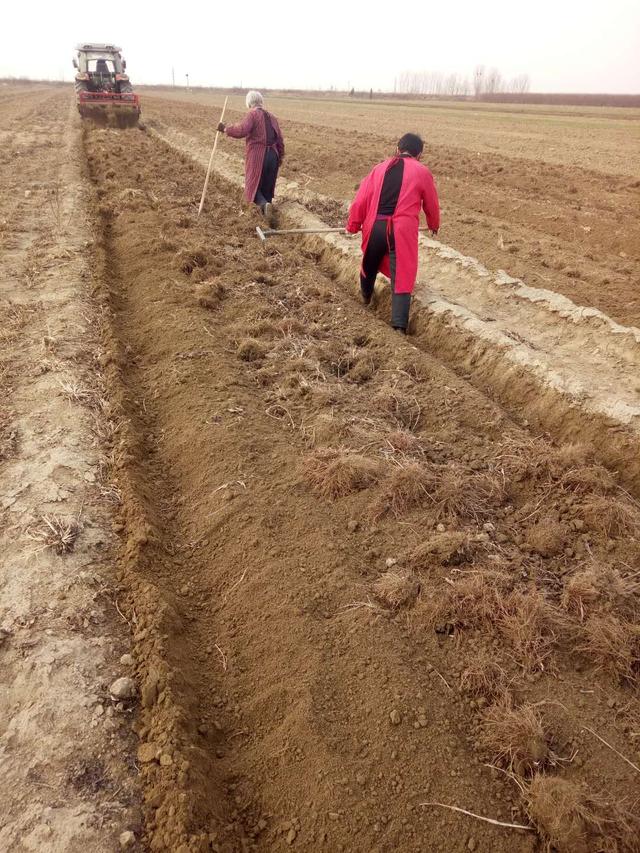 2018年中药材种植发展什么好?