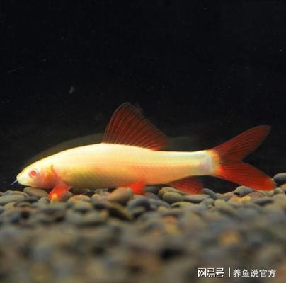 紅龍魚學(xué)名（紅龍魚學(xué)名叫什么）