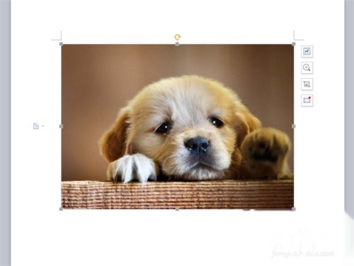 怎么样才可以让狗暖和 t01e40652eae629ad9c.jpg