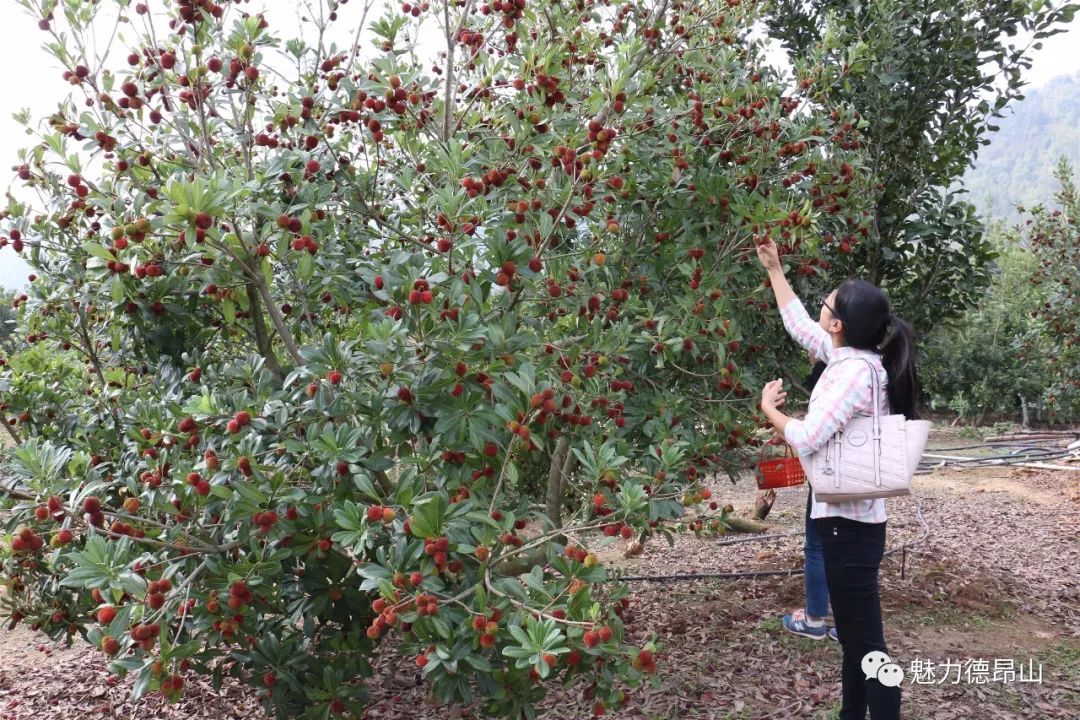 三台山乡的杨梅、水蜜桃熟了，待君来摘......