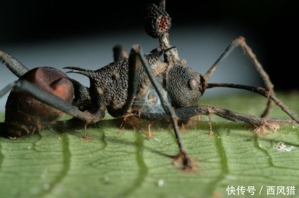 动物界的行尸走肉：僵尸蚂蚁，真菌的傀儡