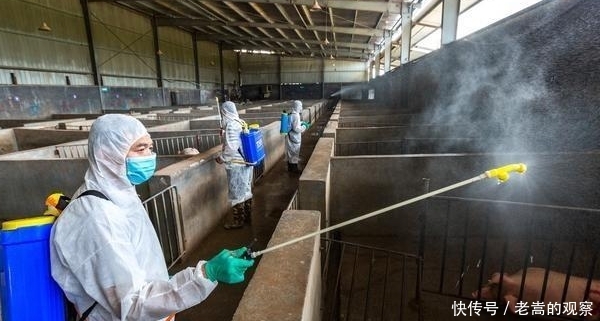 防非洲猪瘟, 专家建议禁止农民散养猪, 力保大型