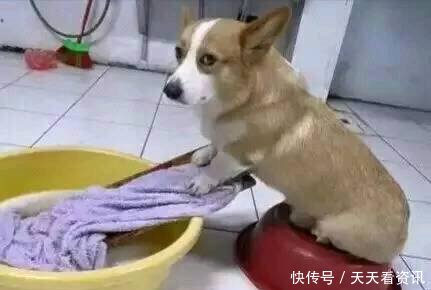 脱口秀段子人与狗打架,脱口秀段子人与狗打架视频