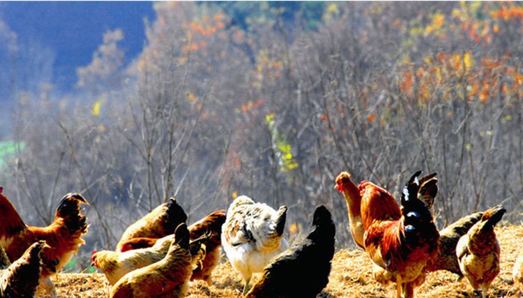 大爷包山头养鸡,一只卖三百生意火爆,邻居说一