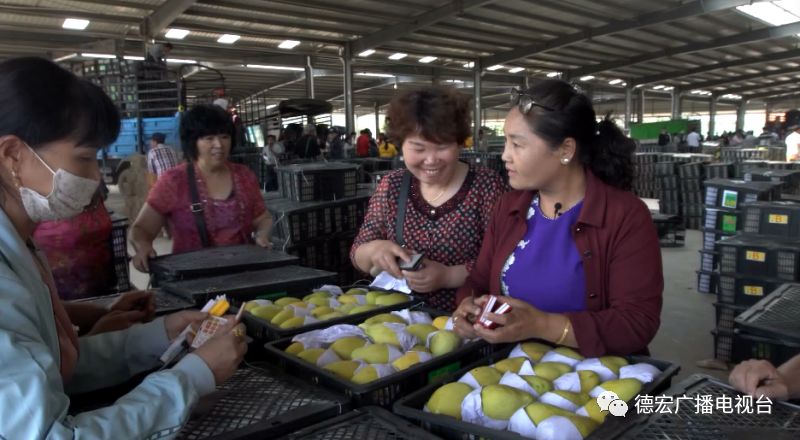 中缅经济合作两国记者行|缅甸圣德龙芒果的跨国之旅