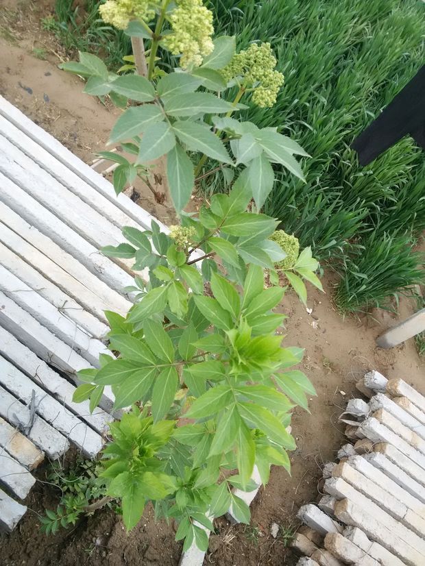   补充:不是臭春 补充:有人说是三七树  是吗   
