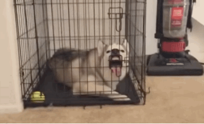 搞笑实验给猴子喂一个芒果他会怎么样