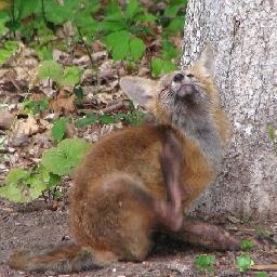【金晨 古装】惊鸿一面 舞蹈打戏混剪
