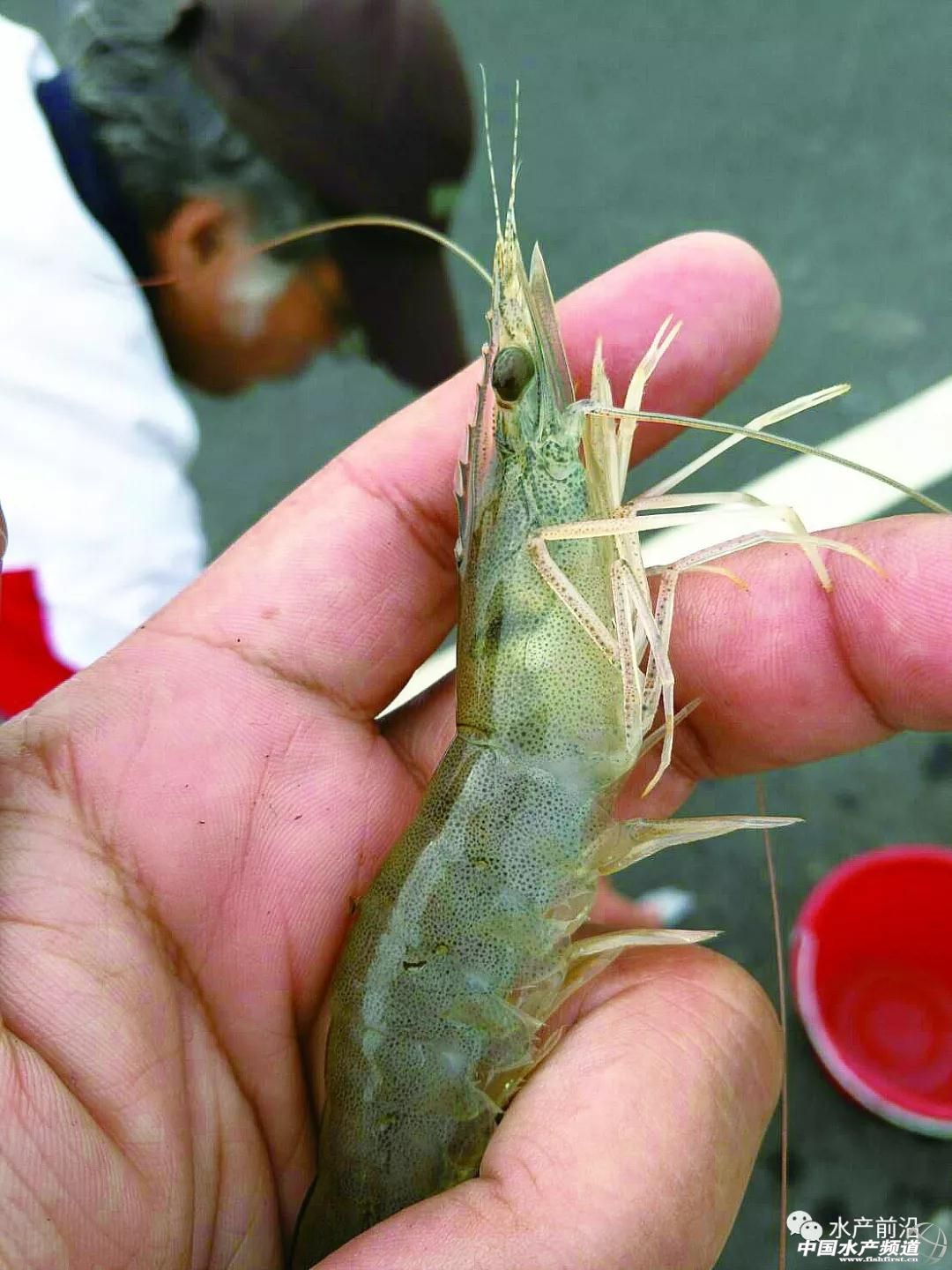 这种虾市价媲美白对虾，或成白虾的替代品种?