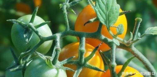 目前市场上的西红柿价格行情走势如何多少钱一斤