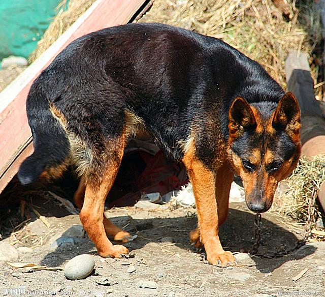 为什么农村里的土狗从来不生病,今天可算是明