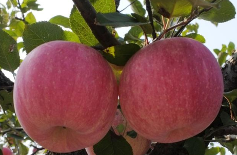 把苹果煮熟吃,有哪些保健功效?你会收获这2个