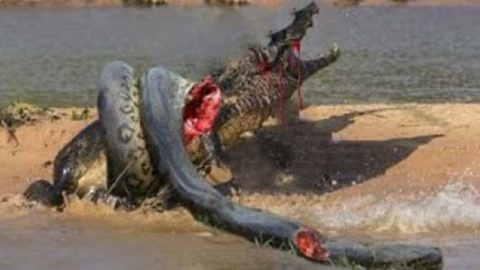 纪录片:罕见实拍巨蟒激战鳄鱼 蟒蛇竟被活活撑死