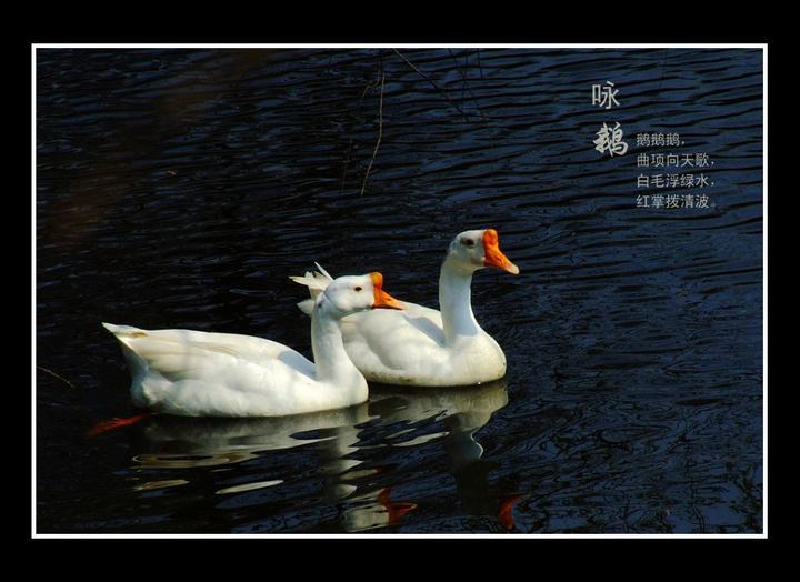 咏鹅唐骆宾王 t01ecc08a23d4914ed8.jpg?size=720x524